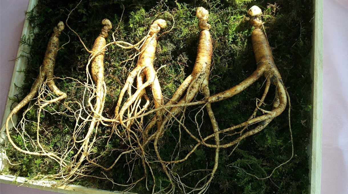 manfaat ginseng