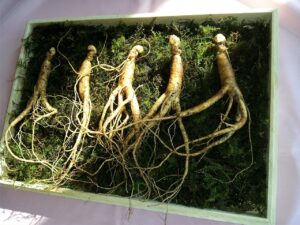manfaat ginseng