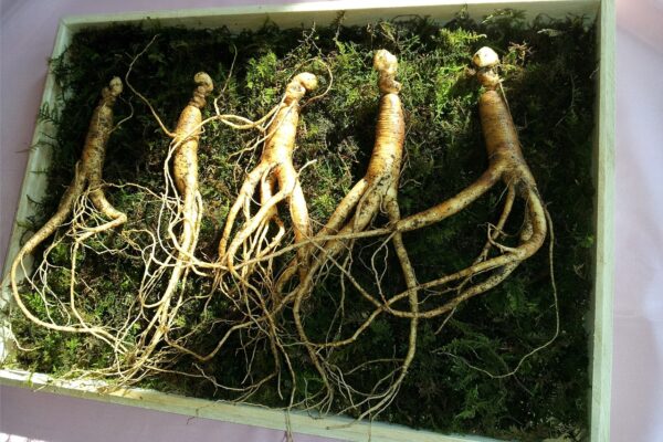 Manfaat Ginseng: Kesehatan yang Didukung oleh Akar Ajaib