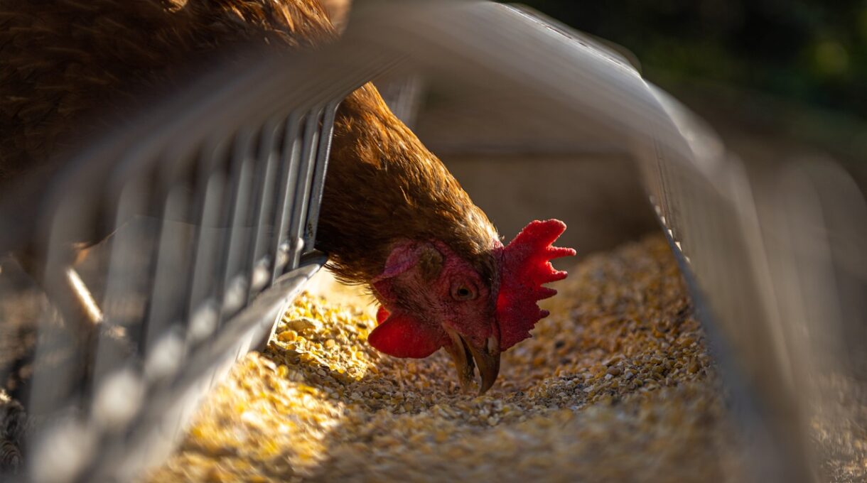 bisnis peternakan ayam