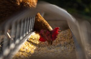 bisnis peternakan ayam