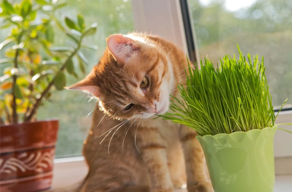 cat grass