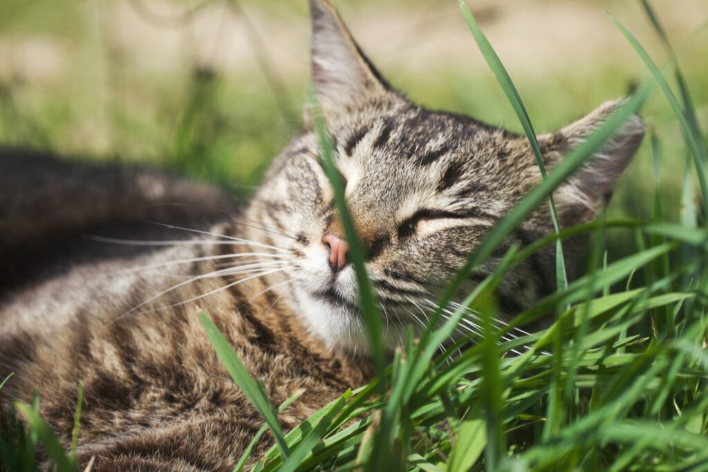 catgrass