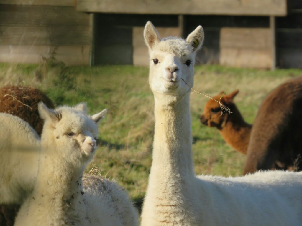alpaca