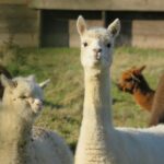 Alpaca: Hewan Menggemaskan dengan Bulu Lembut yang Menenangkan