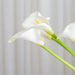 Keelokan Bermacam- macam Tipe Lily yang Menarik serta Sesuai buat Membuat cantik Halaman Rumah