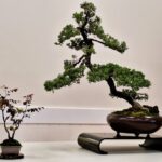 Bonsai untuk Dekorasi Rumah, Sentuhan Alam yang Elegan dan Menenangkan