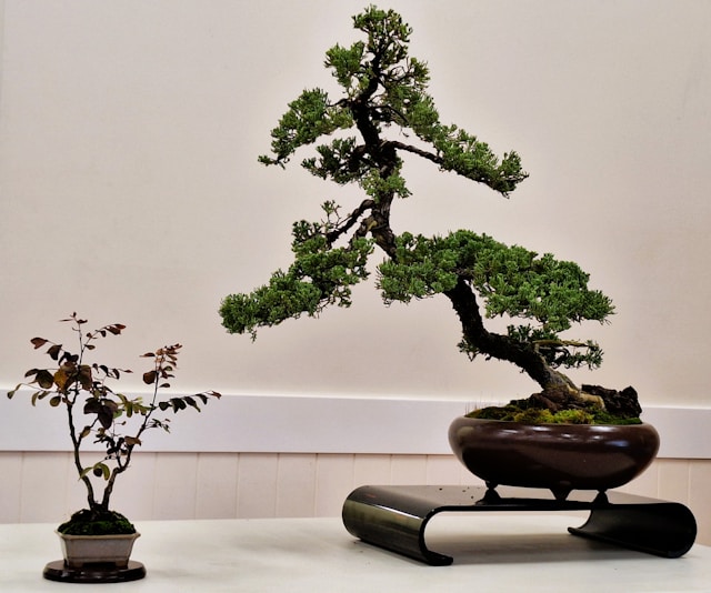 Bonsai untuk dekorasi